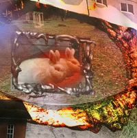 Dangerous rabbits top