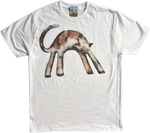 1A - Calico Cats
