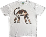 1A - Calico Cats