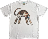 1A - Calico Cats