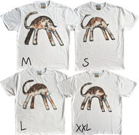 1A - Calico Cats
